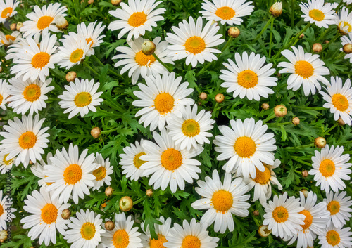 Marguerite daisy flowers