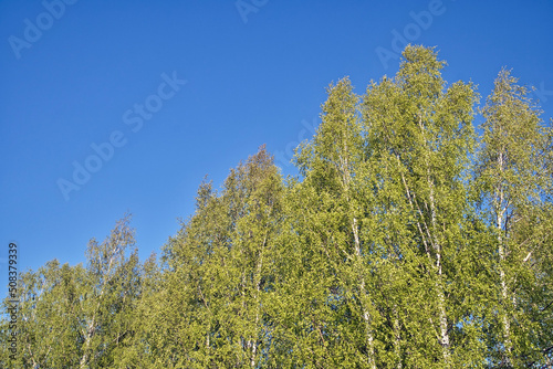 green leaves of the birches against blue sky