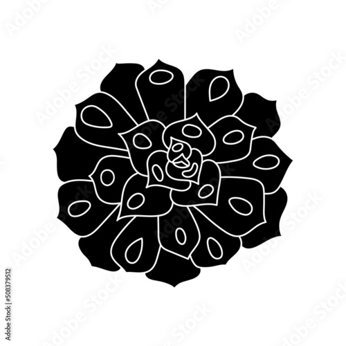 Succulent echeveria in simple style, vector illustration. Desert flower for print and design. Silhouette mexican plant, graphic isolated element on a white background. Houseplant for decor interior