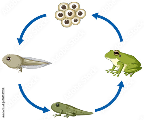 Frog life cycle diagram