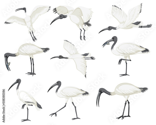 Set of Australian white ibis