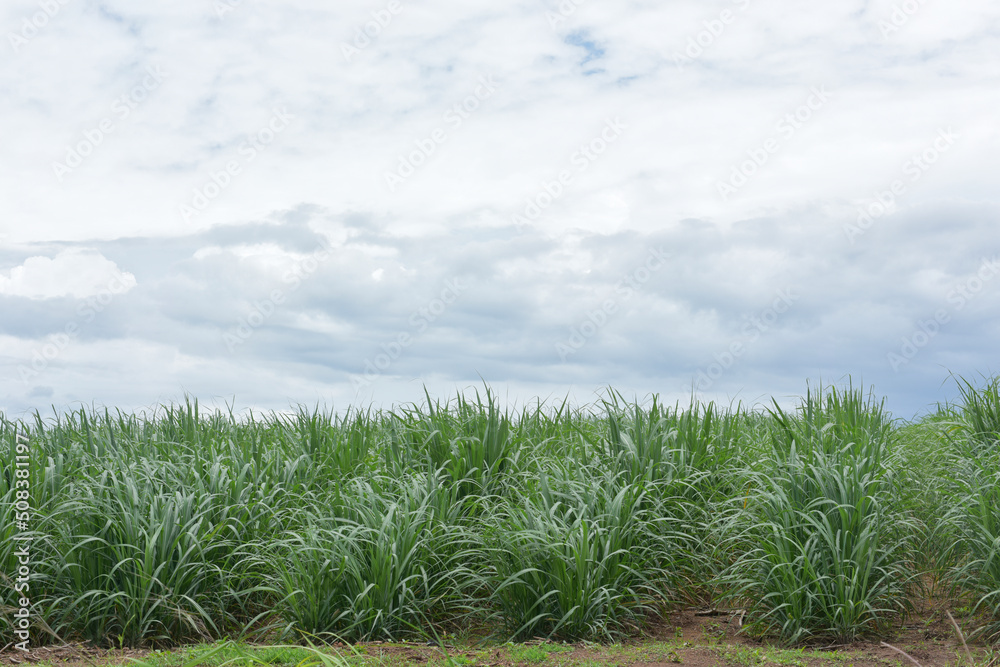 sugar cane plantation. sugarcane is a grass of poaceae family. it taste sweet and good for health. Well known as tebu in malaysia