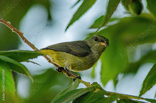 bird on the tree