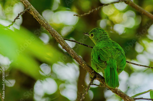 green bird on branch