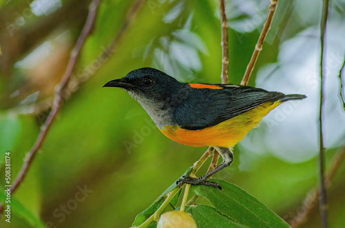 bird on a branch