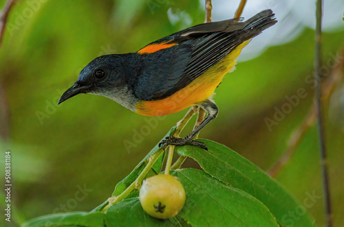 bird on a branch