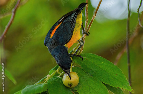 the bird is eating fruit
