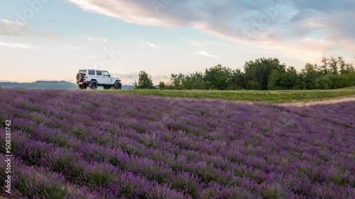 Bild auf Leinwand Campi di lavanda in fiore a Sale San Giovanni