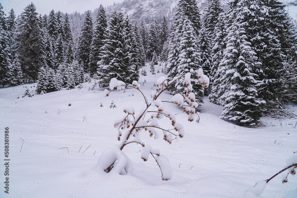 Winter landscapes with snowy forests and plants in Tannheim, Austria Winter landscapes with snowy forests and plants in Tannheim, Austria