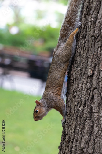 Murais de parede écureuil descendant d'un arbre dans un parc