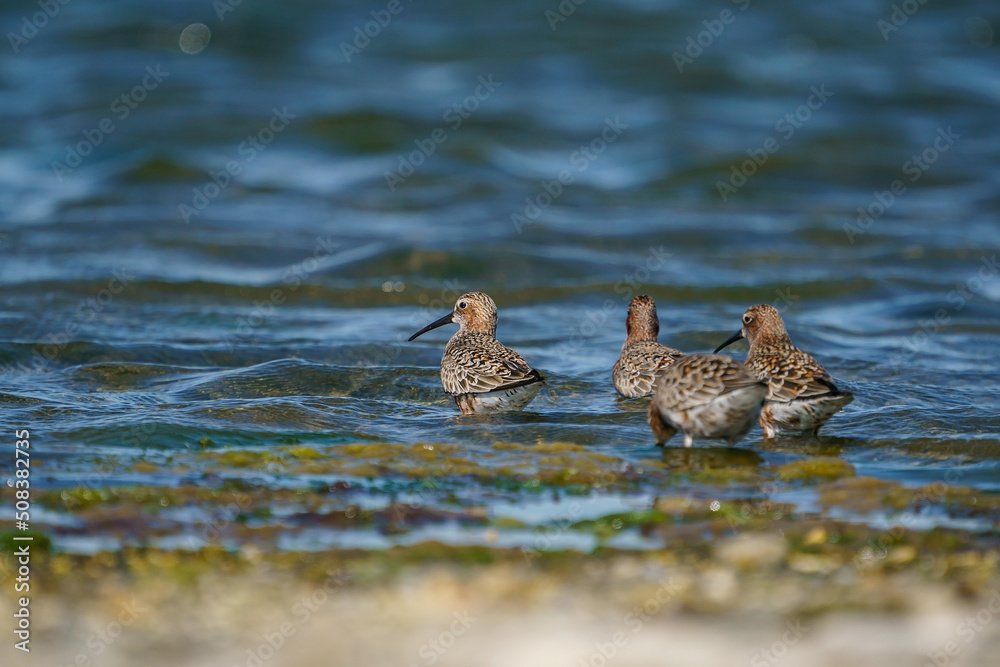 Curlew Sandpiper (Calidris ferruginea) feeding on the lake shore Curlew Sandpiper (Calidris ferruginea) feeding on the lake shore