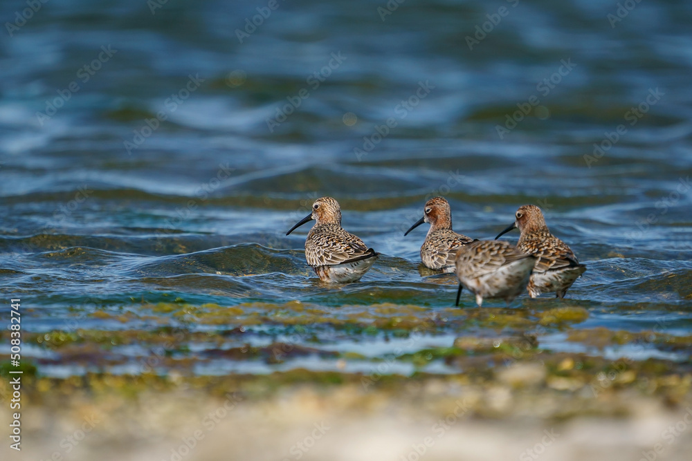 Curlew Sandpiper (Calidris ferruginea) feeding on the lake shore Curlew Sandpiper (Calidris ferruginea) feeding on the lake shore