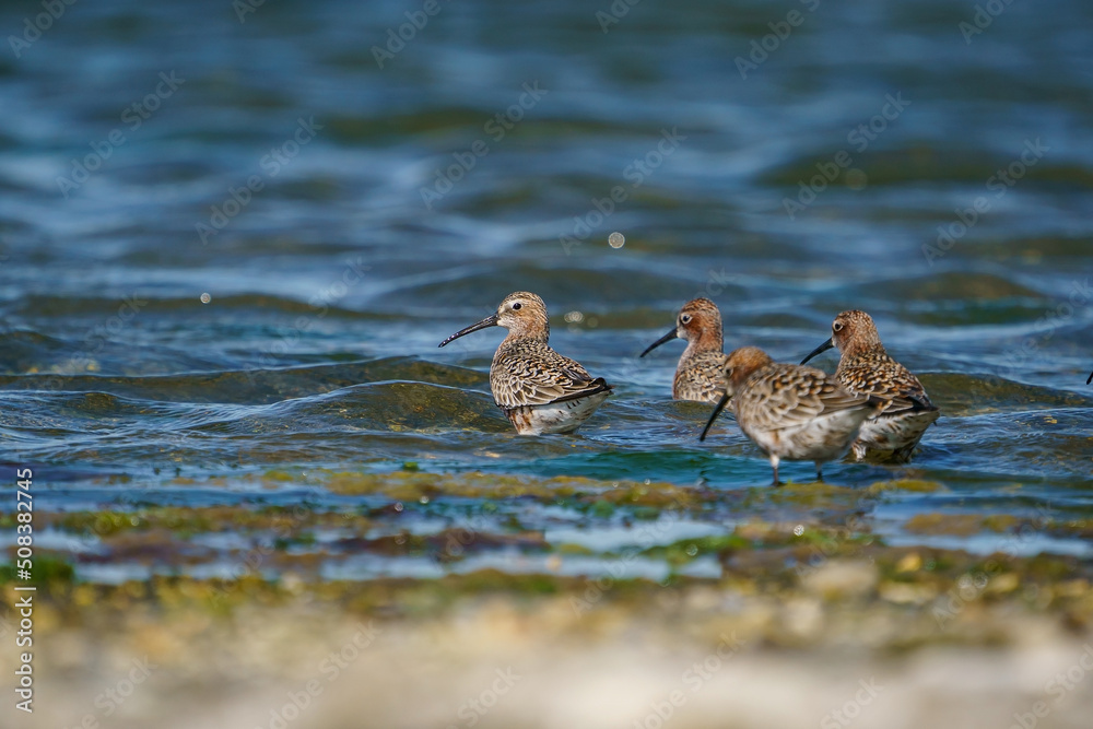 Curlew Sandpiper (Calidris ferruginea) feeding on the lake shore Curlew Sandpiper (Calidris ferruginea) feeding on the lake shore