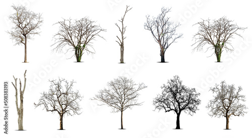 Collection of dead tree dry tree  isolated on white background.