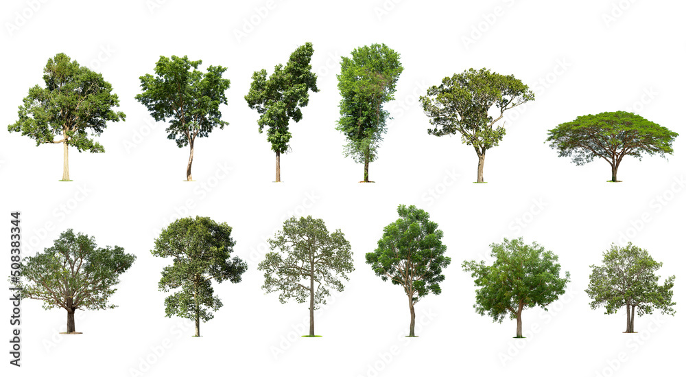 Isolated trees on white background , The collection of trees, Exotic tropical tree for design.