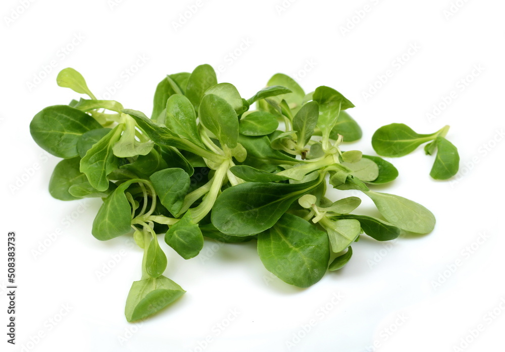 Fresh Corn salad isolated on white background. Corn salad, lamb's lettuce isolated on white background. valerianella locusta Fresh Corn salad isolated on white background. Corn salad, lamb's lettuce isolated on white background. valerianella locusta