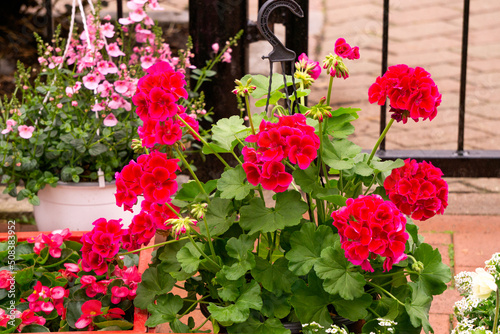Flower pot with red geranium flowers at the flower market.