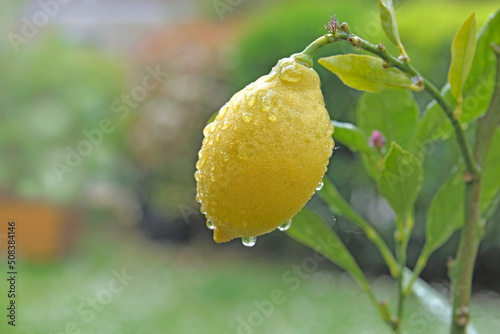 closeup on yellow lemon growing in the tree in  a garden