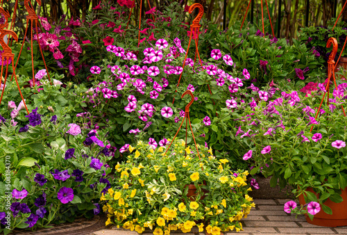 Flower pots with colorful flowers of multi-colored petunias.