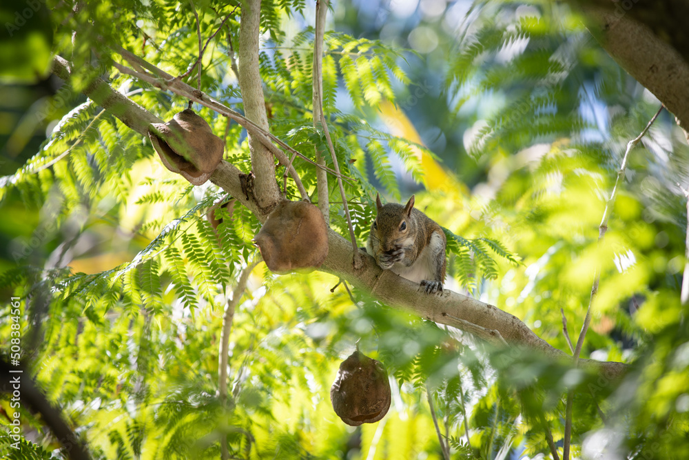 écureuil dans un arbre exotique en Floride écureuil dans un arbre exotique en Floride