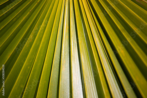 gros plan sur une feuille de palmier exotique pouvant servir de texture ou d'arrière plan