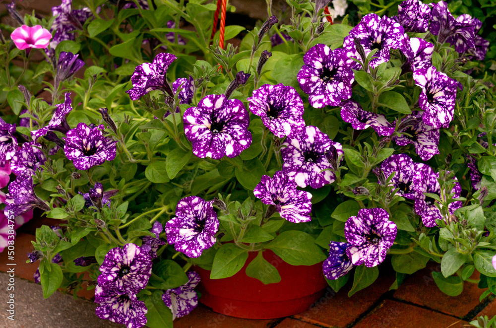 Flower pot with purple petunia flowers at the flower market.