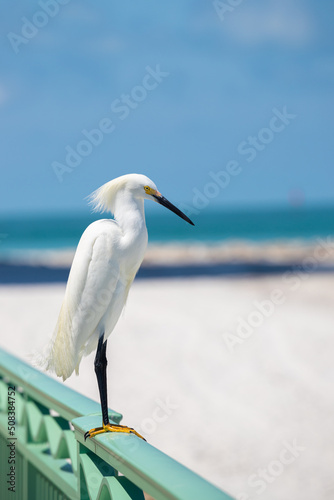 oiseau exotique de Floride  H  ron blanc ou aigrette pr  s d une plage