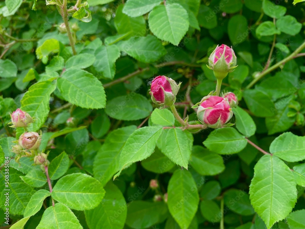 Delicate roses at the beginning in the garden. Close-up photo. green background. Pink floribunda rose in the garden. Garden concept. Rose flower blooming on background blurry green leaves Delicate roses at the beginning in the garden. Close-up photo. green background. Pink floribunda rose in the garden. Garden concept. Rose flower blooming on background blurry green leaves