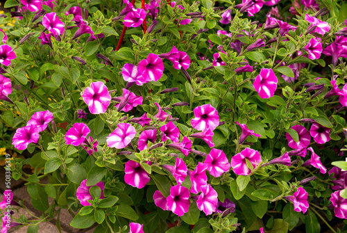 Wallpaper Mural Flower pot with bright pink petunia flowers at the flower market. Torontodigital.ca