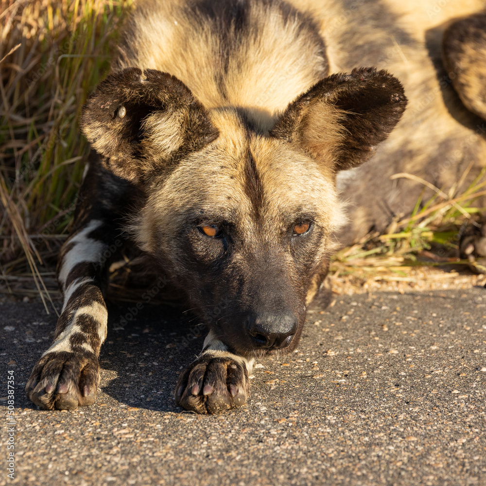 African wild dog close up African wild dog close up