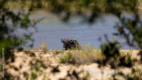 Cape buffalo in the wild © Jurgens