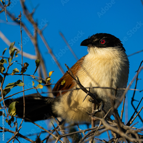 close up of a burchells coucal photo