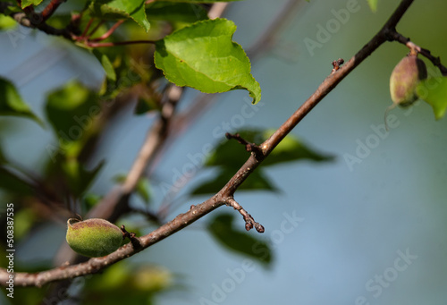 green apricots hanging on a branch