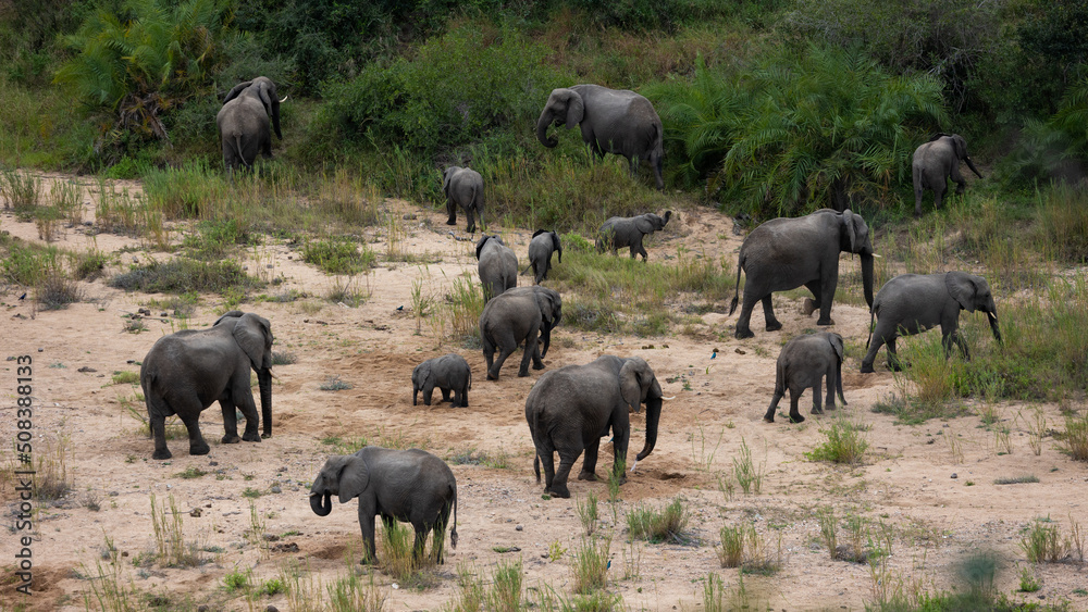 a large herd of African elephants in a riverbed a large herd of African elephants in a riverbed