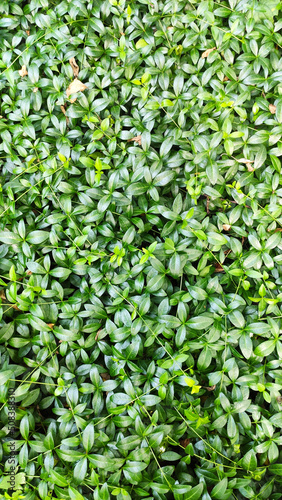 Vinca minor or periwinkle is densely spread on the ground with green leaves carpet in the summer garden