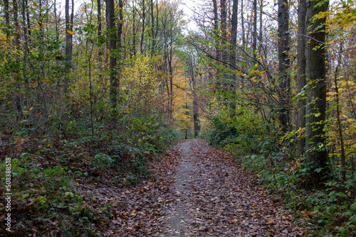 path in the woods