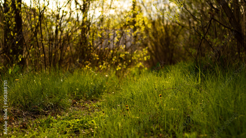 Fototapeta premium grass in the morning