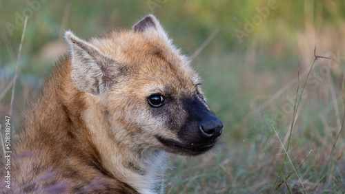 close up photo of a young spotted hyena