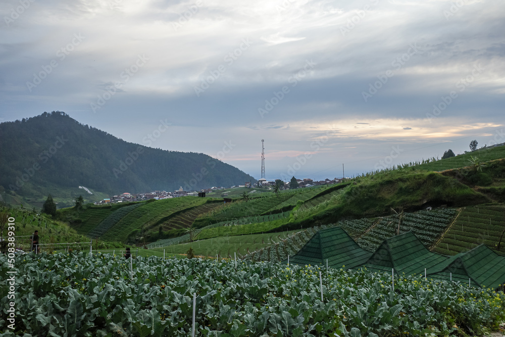 Fototapeta premium vineyard