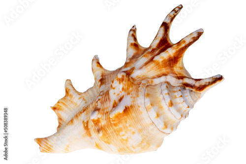 Single snail sea shell of Lambis lambis known as spider conch, isolated on white background, close up