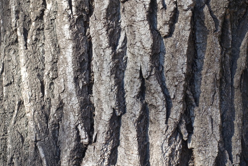 Background - dry bark of field elm tree