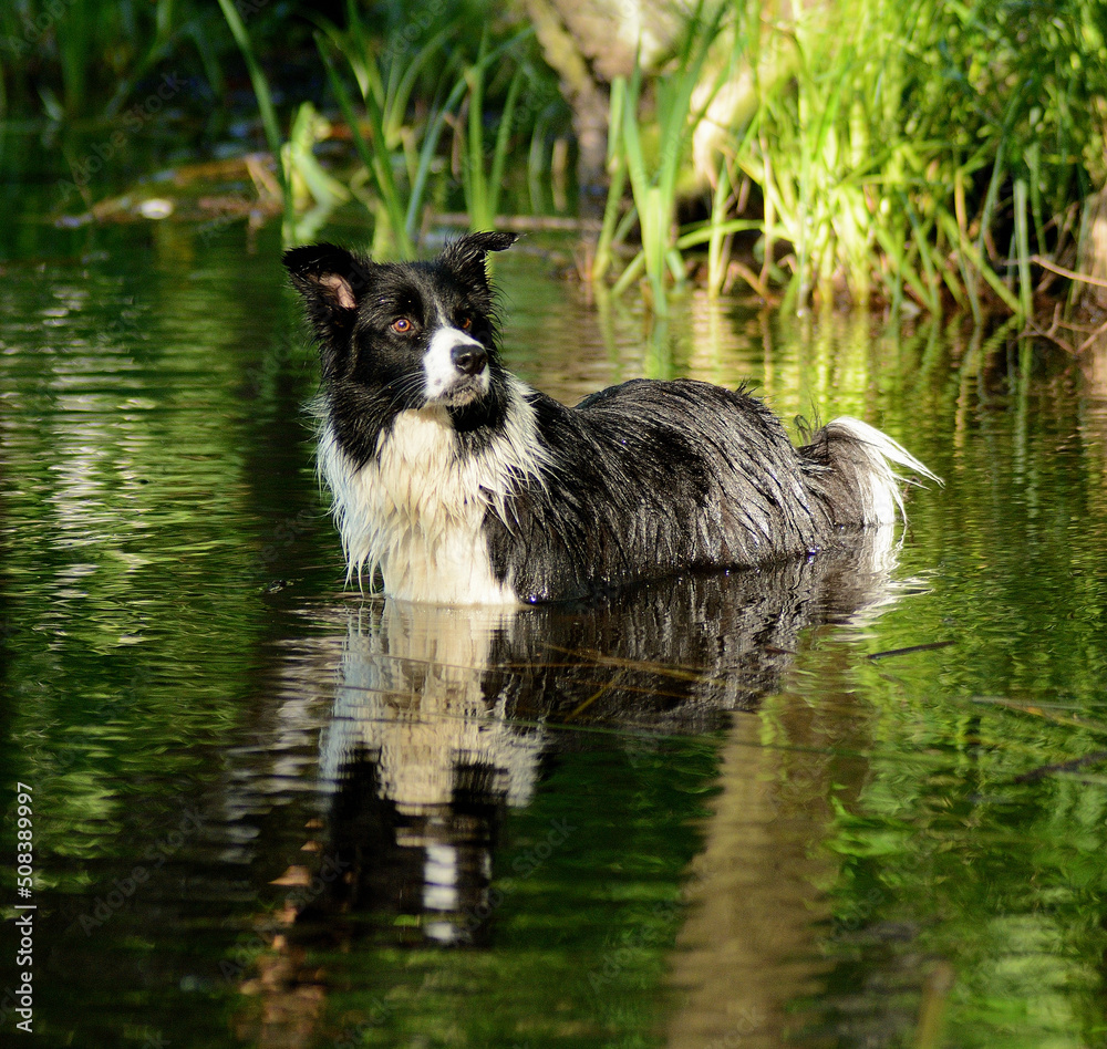 Pies Border Collie stojący w wodzie Pies Border Collie stojący w wodzie
