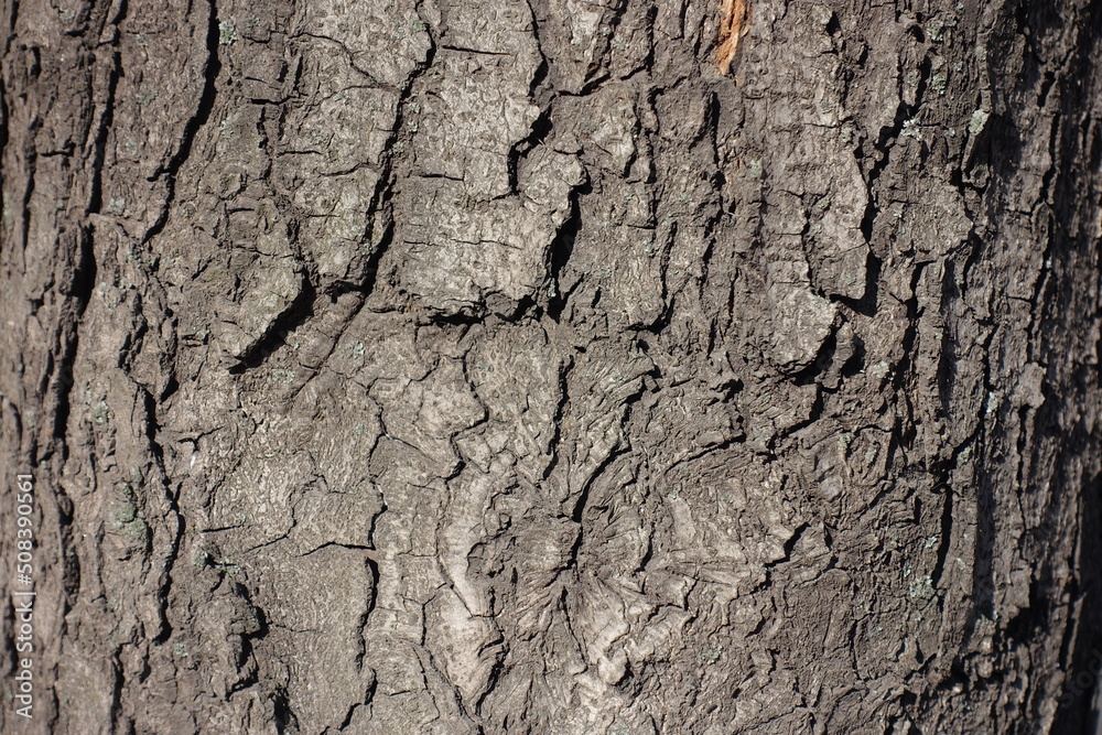Dry bark of horse chestnut tree with numerous fissures Dry bark of horse chestnut tree with numerous fissures