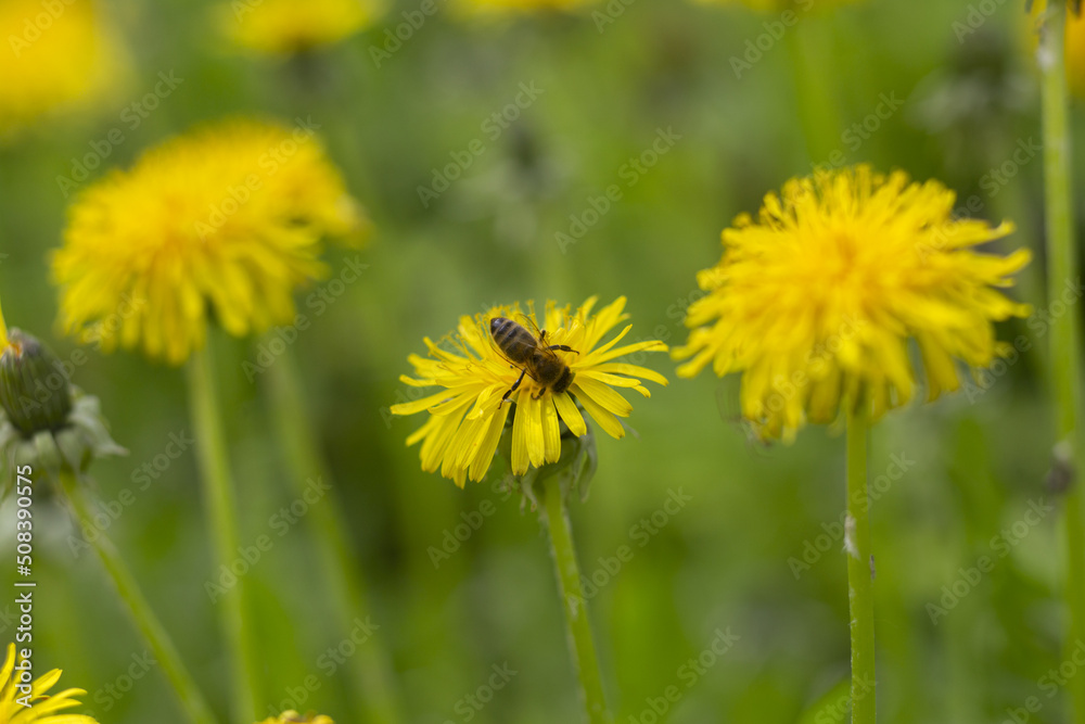 Honey bee collecting nectar from dandelion flower in the summer time. Useful photo for design or web banner. Selective focus Honey bee collecting nectar from dandelion flower in the summer time. Useful photo for design or web banner. Selective focus