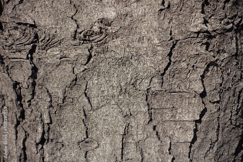 Closeup of dry bark of horse chestnut tree