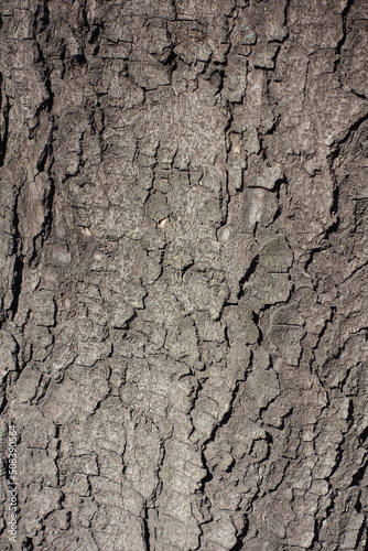 Texture of dry bark of horse chestnut tree