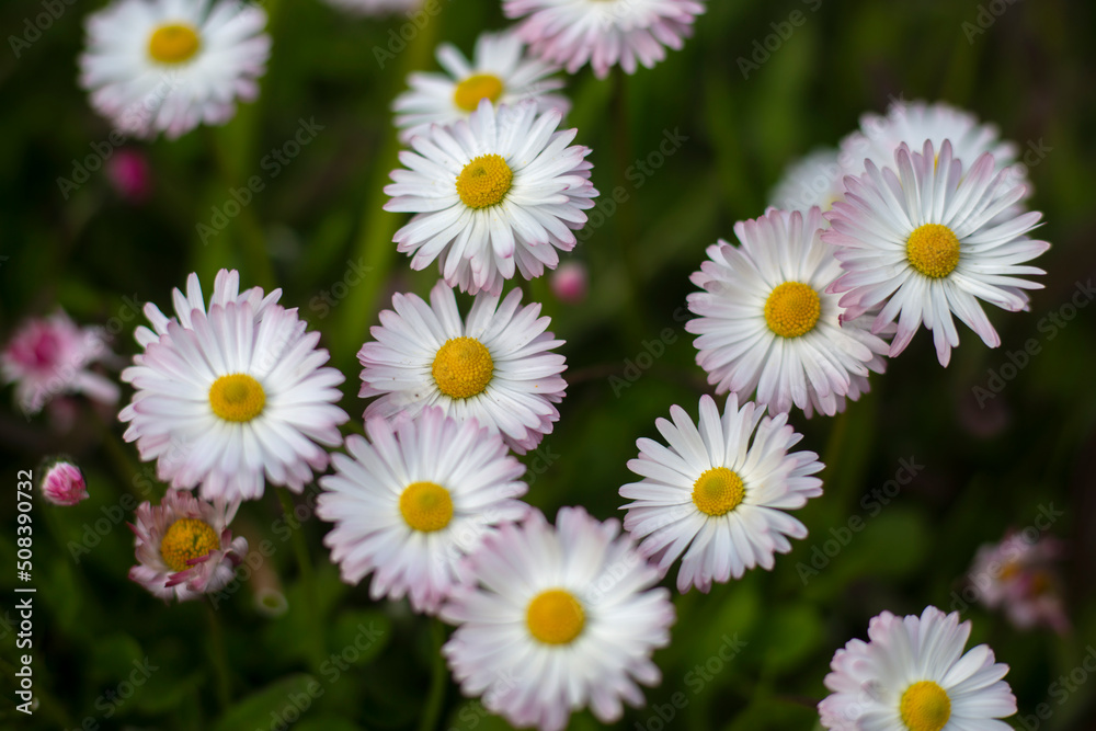 English daisy in garden. Bellis perennis. Beautiful daisy flowers. Blooming English daisy or Meadow daisy in sunny day. Nobody, selective focus. English daisy in garden. Bellis perennis. Beautiful daisy flowers. Blooming English daisy or Meadow daisy in sunny day. Nobody, selective focus.