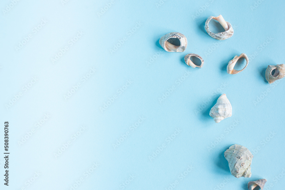 Seashells from the sea lie on a blue background. Place for text Seashells from the sea lie on a blue background. Place for text