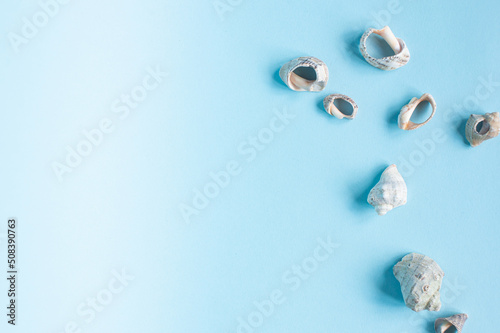 Seashells from the sea lie on a blue background. Place for text