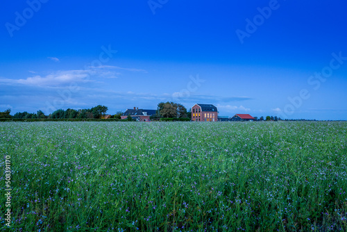 Farmland with purple flowers and a converted bulb shed at the Wasbeeklaan, in the south-holland village of Warmond in the Netherlands. photo